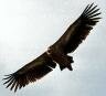 Vulture Circling
